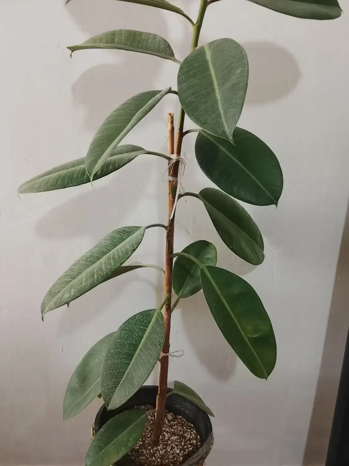 گل فیکوس سر حال|گل و گیاه طبیعی|خرم‌آباد, |دیوار