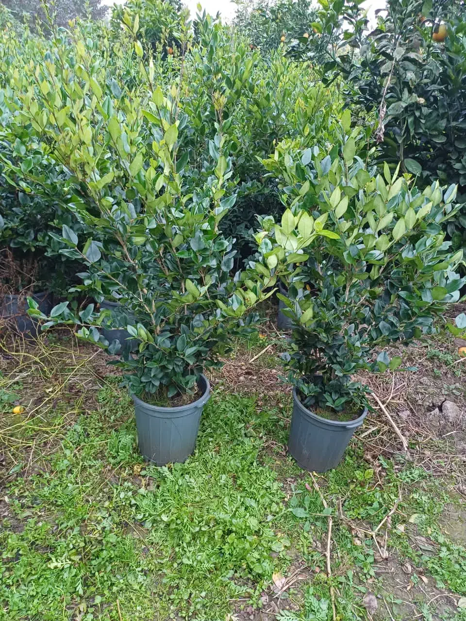 درختچه لاوسون چنار درخت بادام نهال درخت سرو کاج|خدمات باغبانی و درختکاری|شیراز, حومه شیراز|دیوار