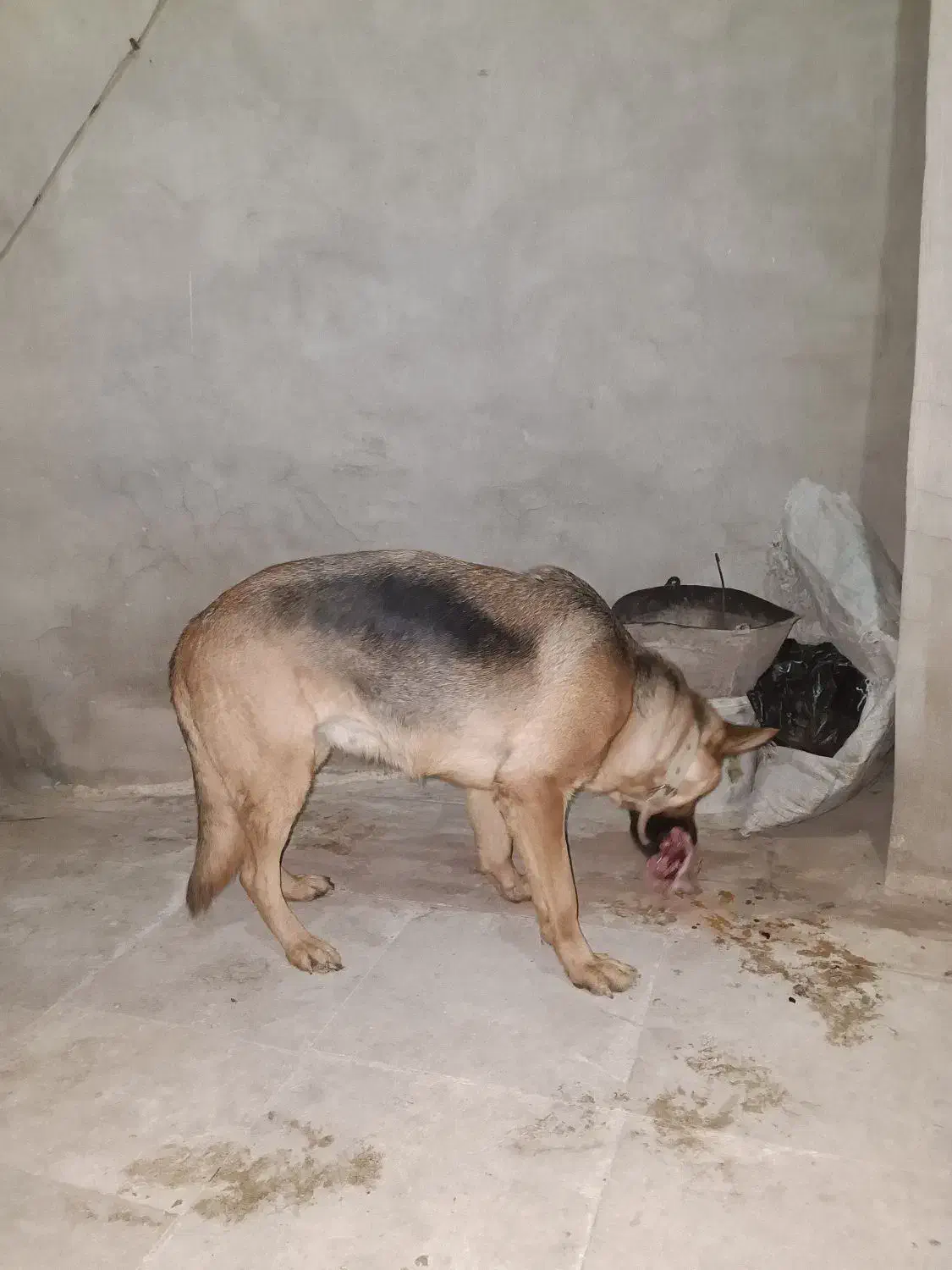 سگ ژرمن شپرد|سگ|قم, جاده معدن|دیوار