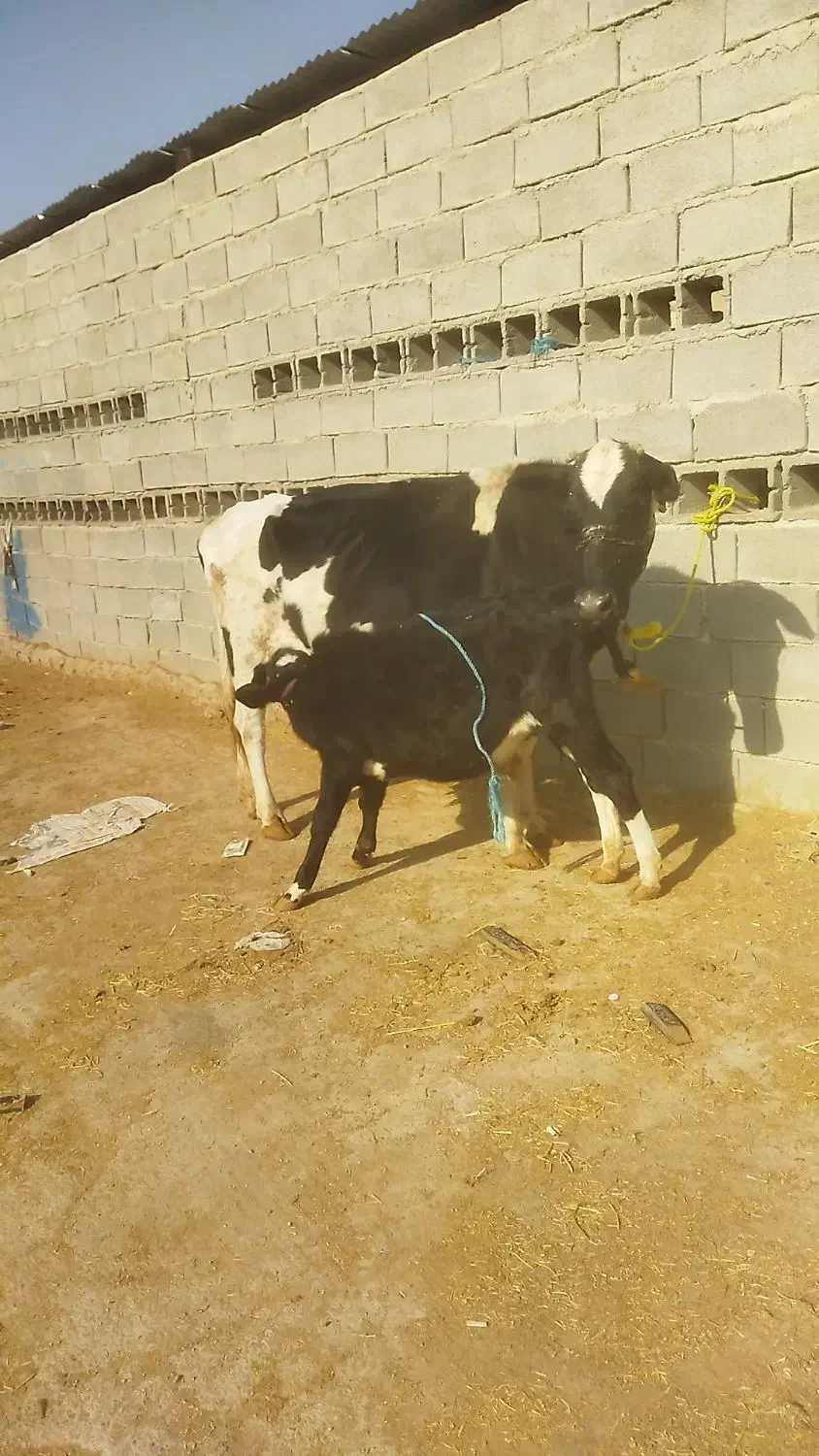 گاو دامداری و داشت درجه یک|حیوانات مزرعه|باوی, |دیوار
