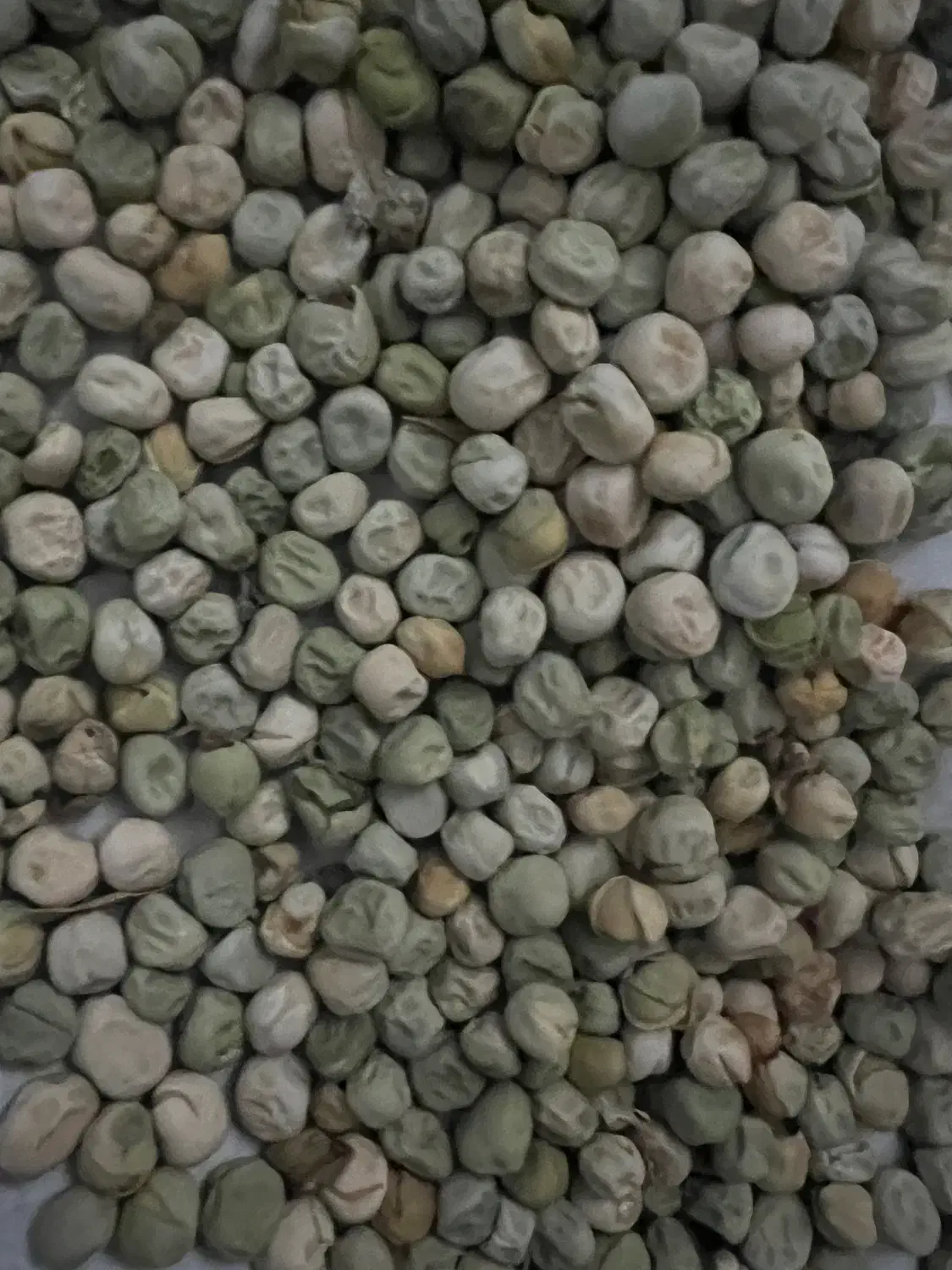 بذر نخود فرنگی|خدمات باغبانی و درختکاری|مینودشت, |دیوار