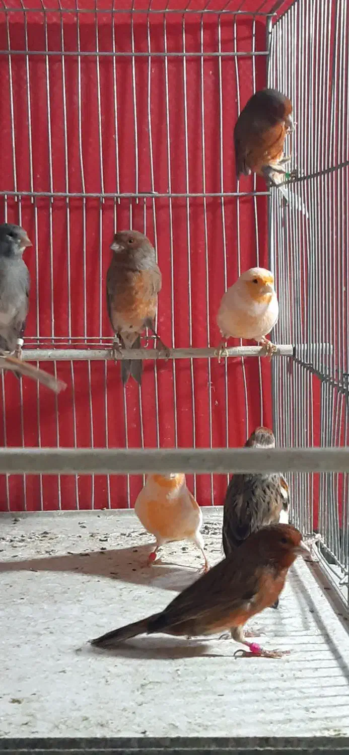 قناری جوان|پرنده|فولادشهر, زاینده رود|دیوار