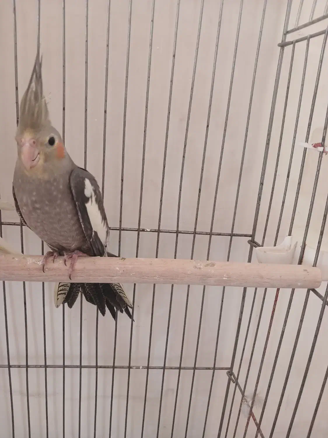 عروس هلندی|پرنده|کرج, کیانمهر|دیوار