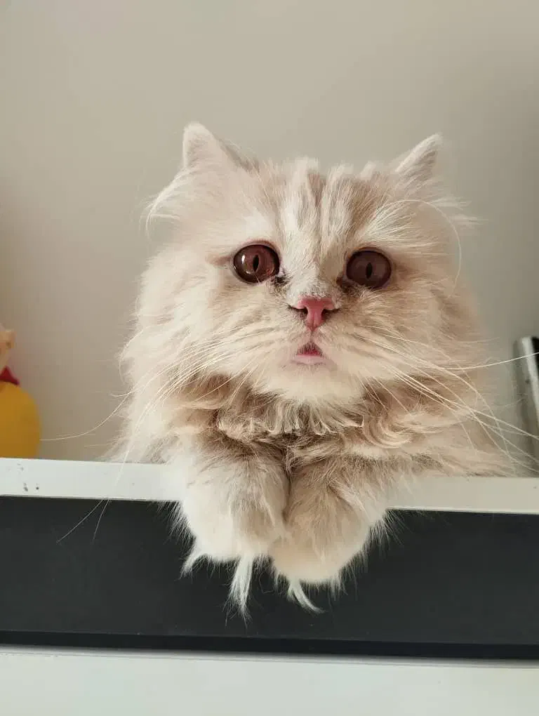 گربه اسکاتیش پرشین|گربه|فردیس, فردیس|دیوار