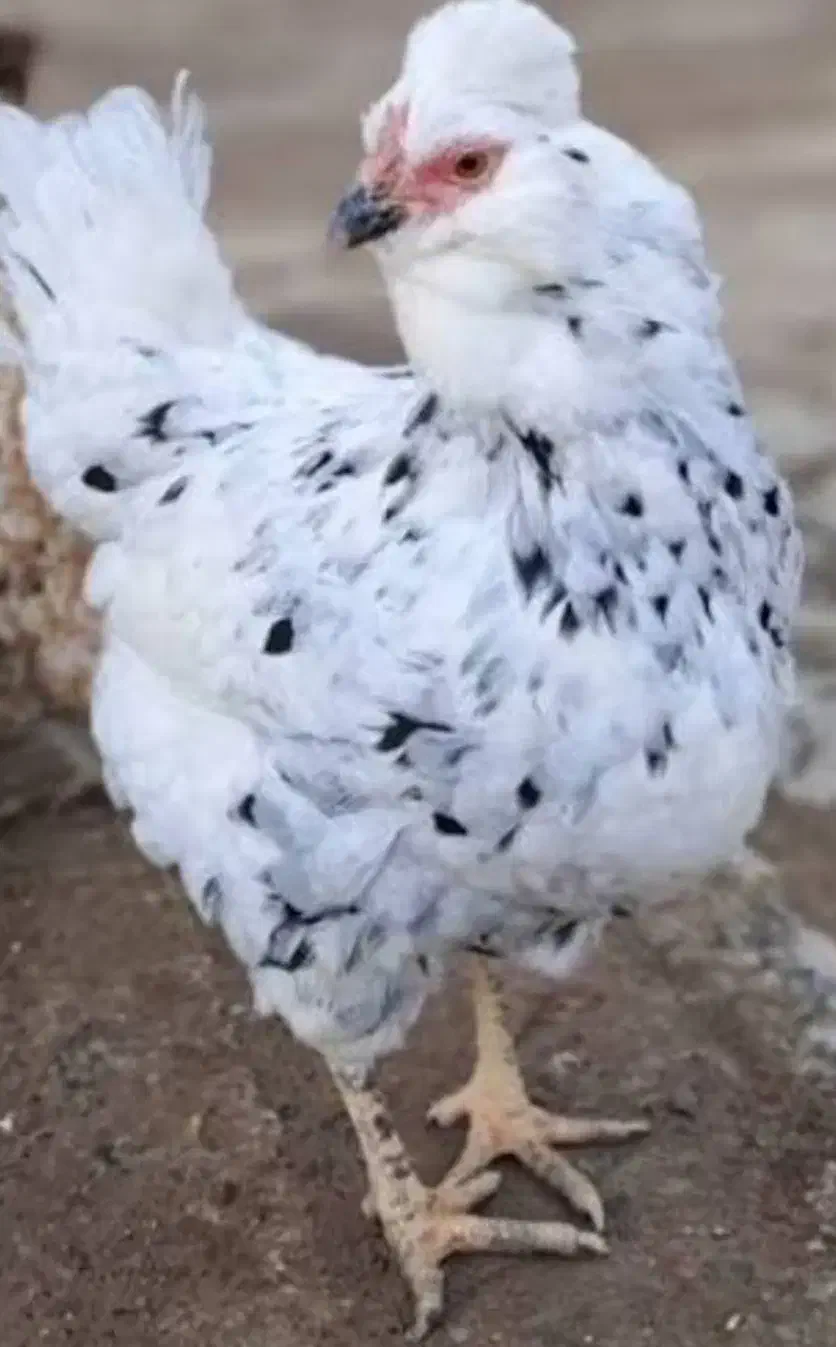 تخم مرغ گلین اصل|حیوانات مزرعه|لامرد, |دیوار