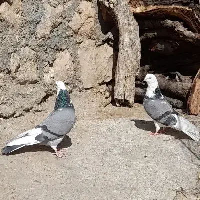 کبوتر|پرنده|گیلان غرب, |دیوار