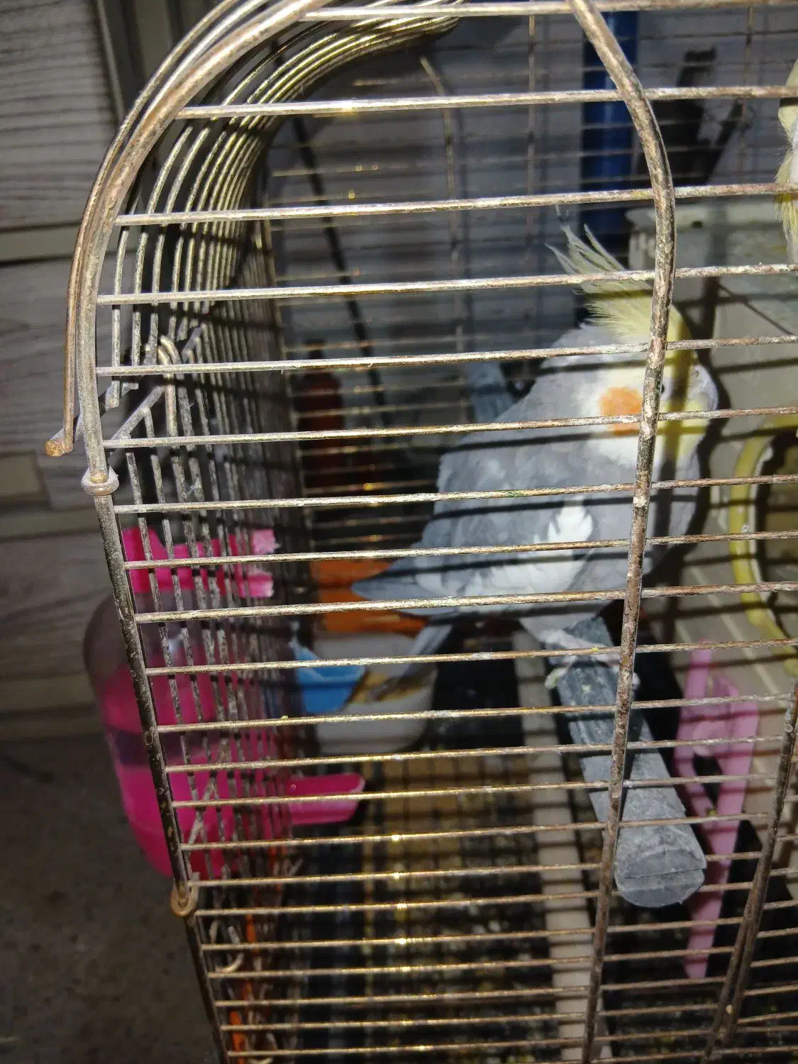 عروسک هلندی|پرنده|پاکدشت, پاکدشت (مامازند)|دیوار