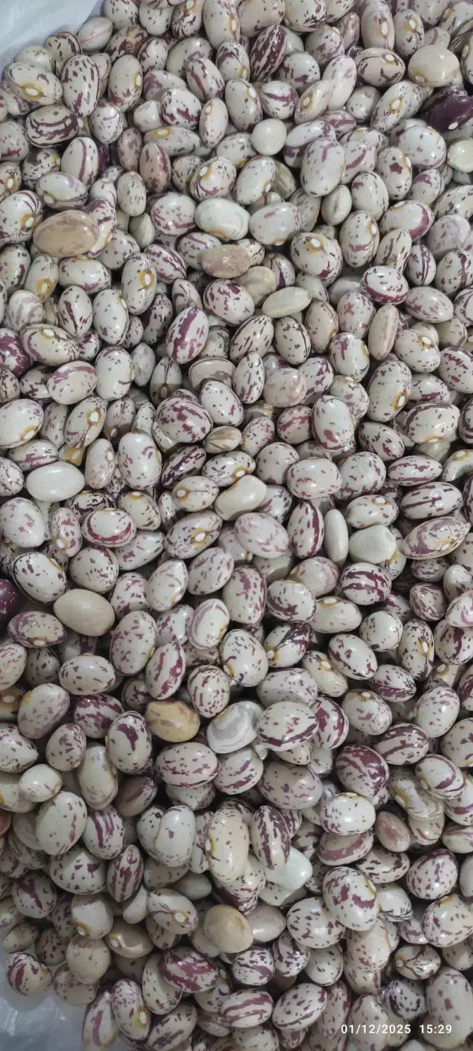 لوبیا چیتی استان فارس|خوردنی و آشامیدنی|تهران, زعفرانیه|دیوار