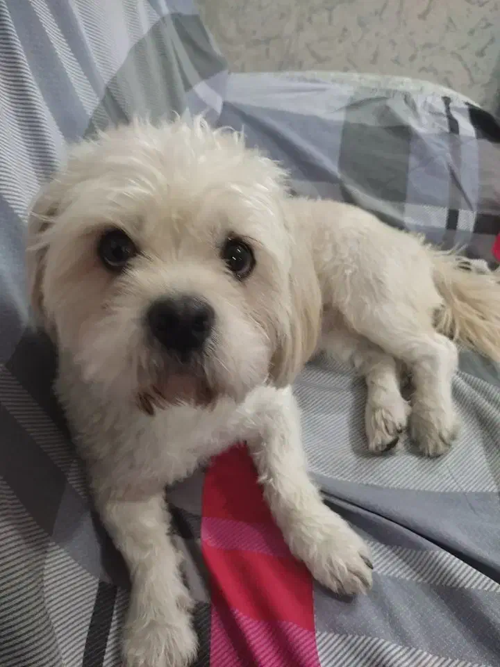 شیتزو تریر ی دختر و پسر دارم|سگ|گرگان, |دیوار