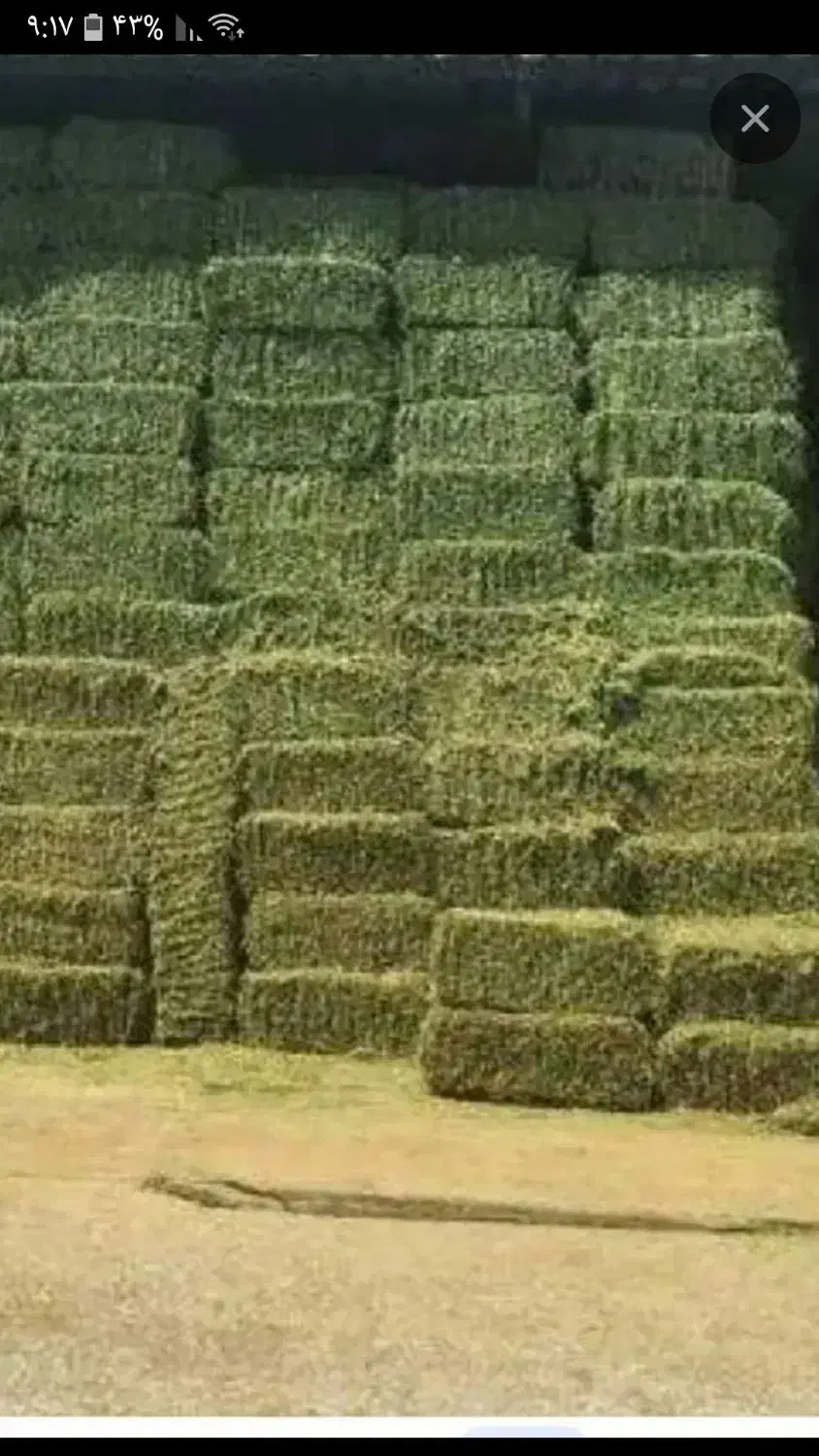 یونجه|لوازم جانبی حیوانات|گل تپه, |دیوار