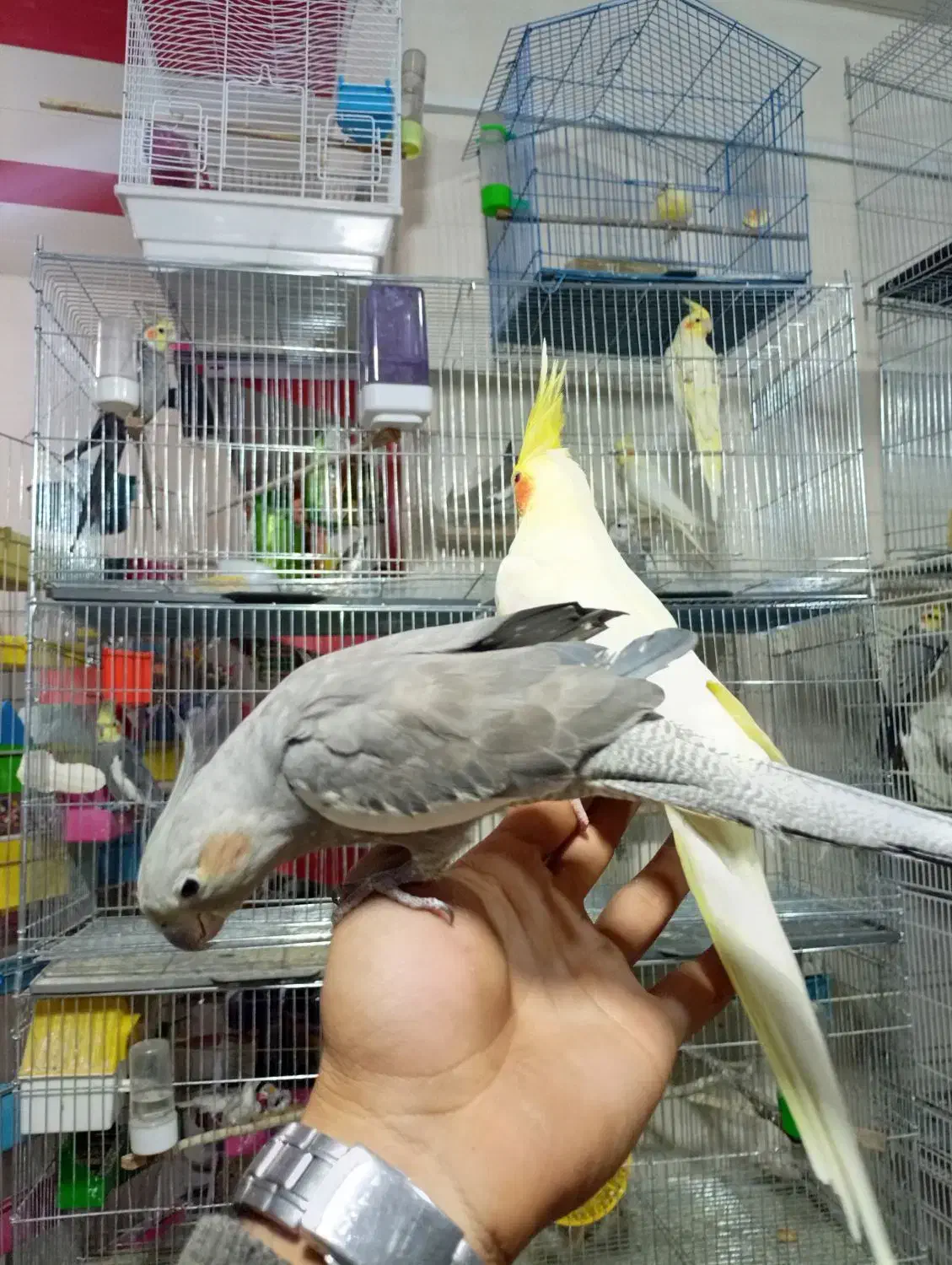 عروس هلندی قناری و..|پرنده|خرم‌آباد, |دیوار