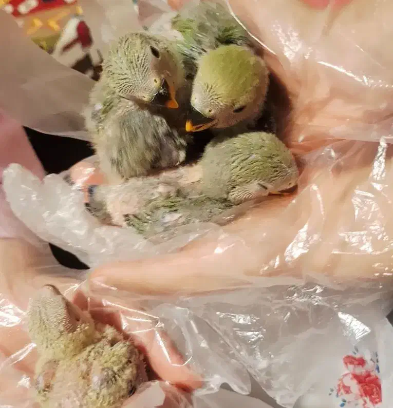 ۶عددطوطی برزیلی|پرنده|یاسوج, |دیوار