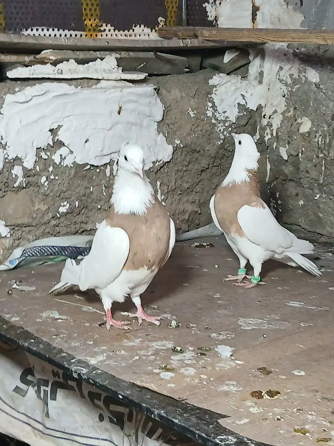 طوقی زرد کاکولی مهر|پرنده|قرچک, شهرک الحدید|دیوار