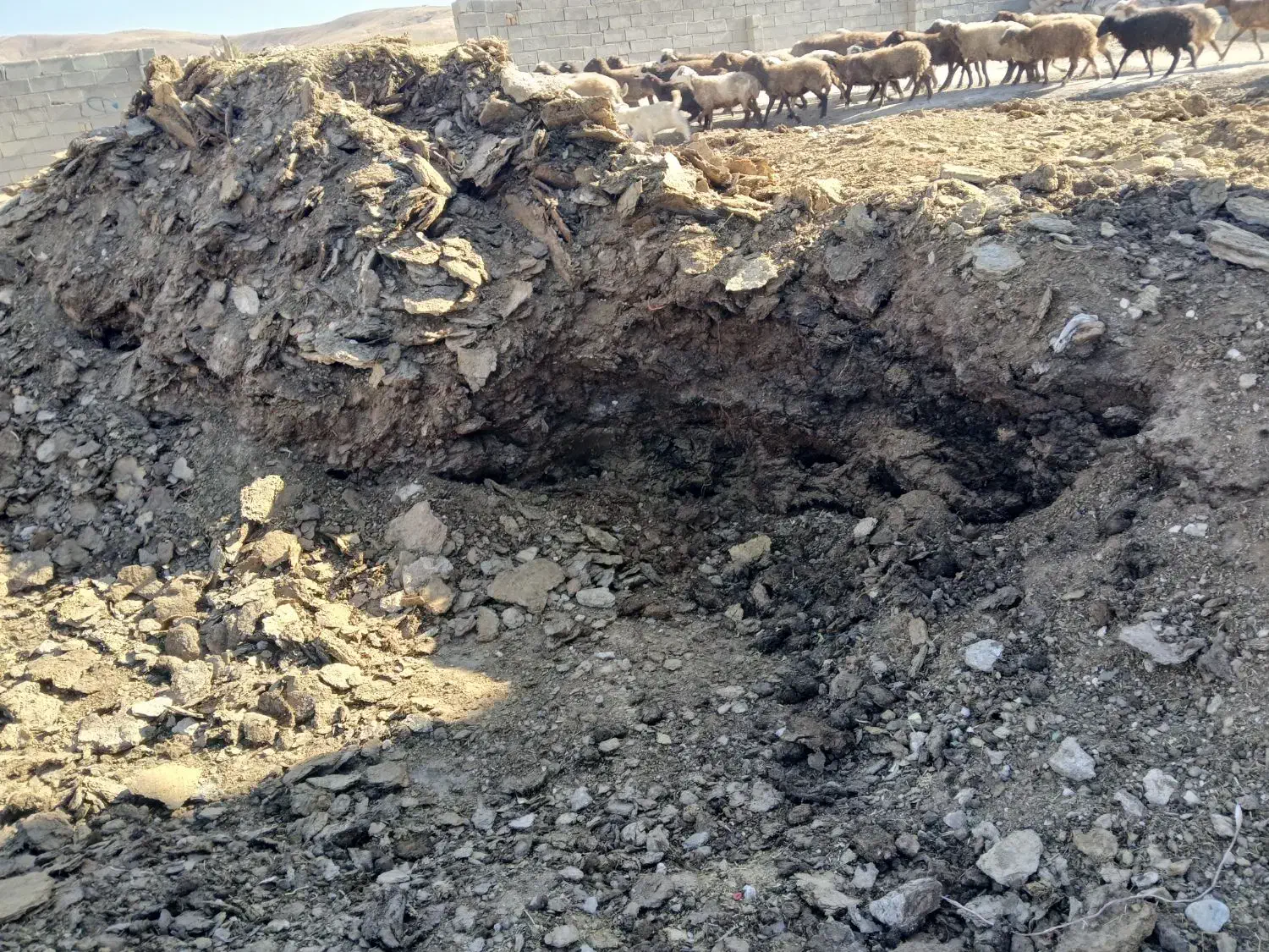 کود گوسفندی سوخته|خدمات باغبانی و درختکاری|تویسرکان, |دیوار