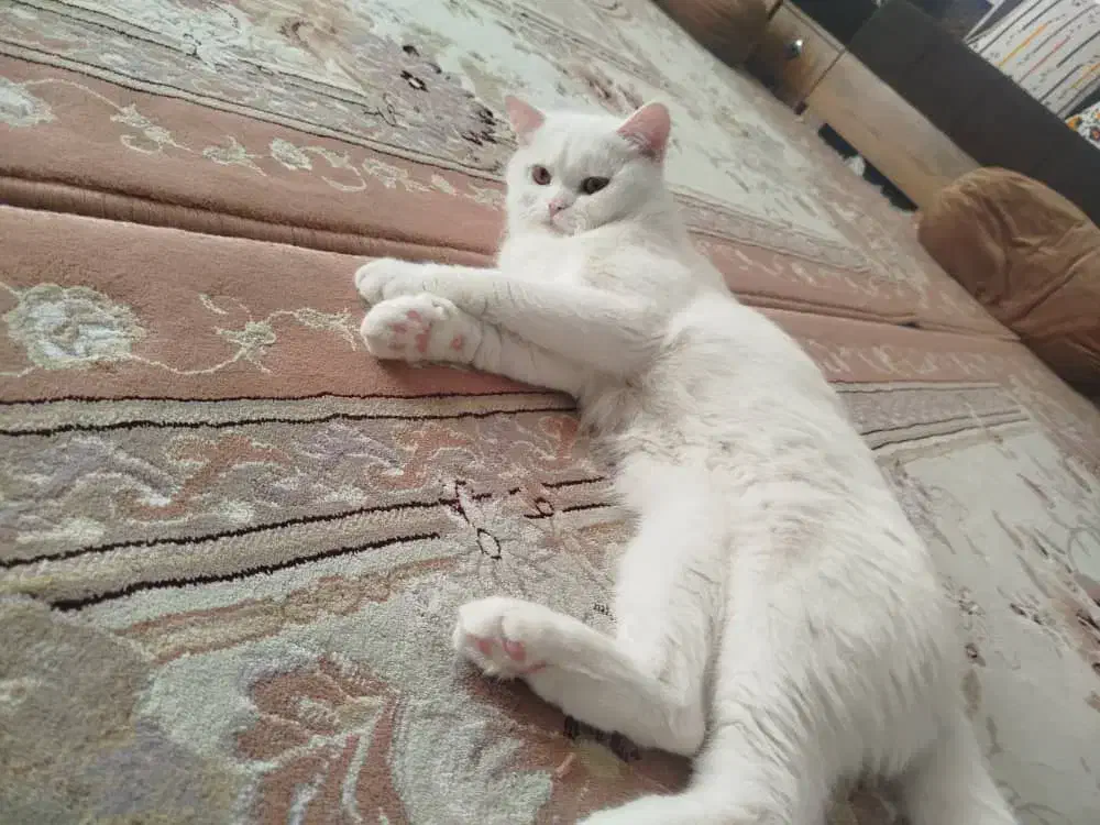 گربه پرشین|گربه|اشکنان, |دیوار