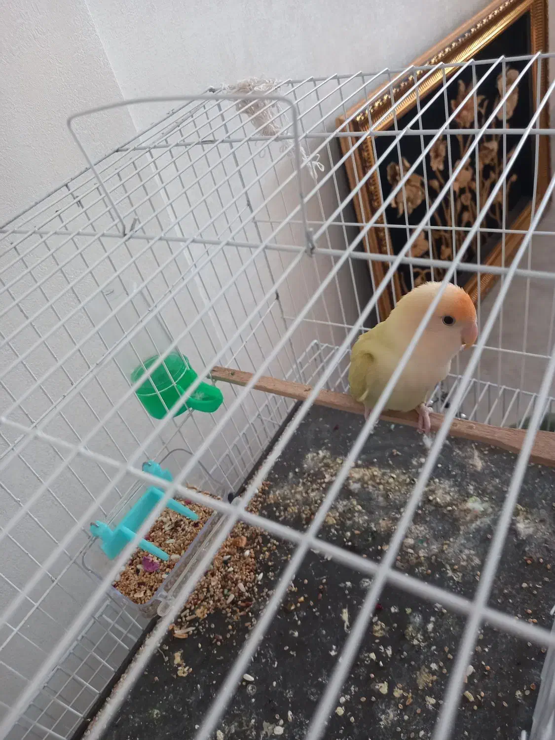 کوتوله برزیلی|پرنده|نیشابور, بزرگمهر|دیوار