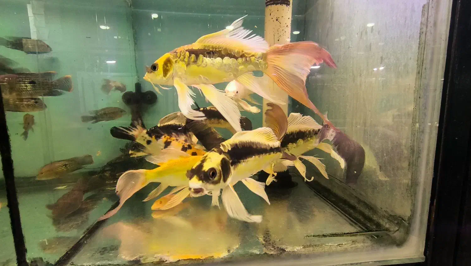 ماهی زینتی|ماهی|فولادشهر, B4|دیوار