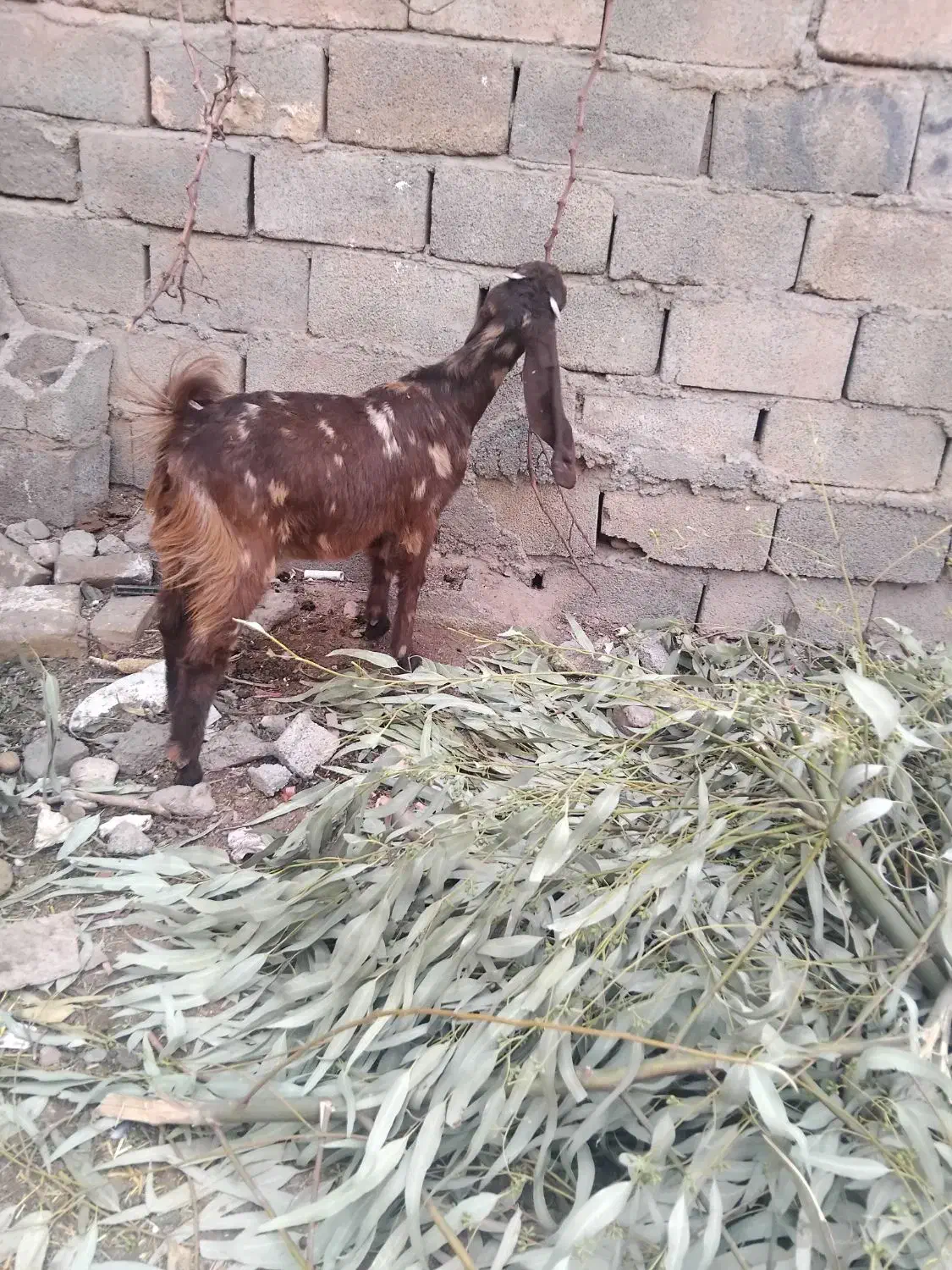 فروش گوسفند دوقلوزا|حیوانات مزرعه|کرمان, |دیوار