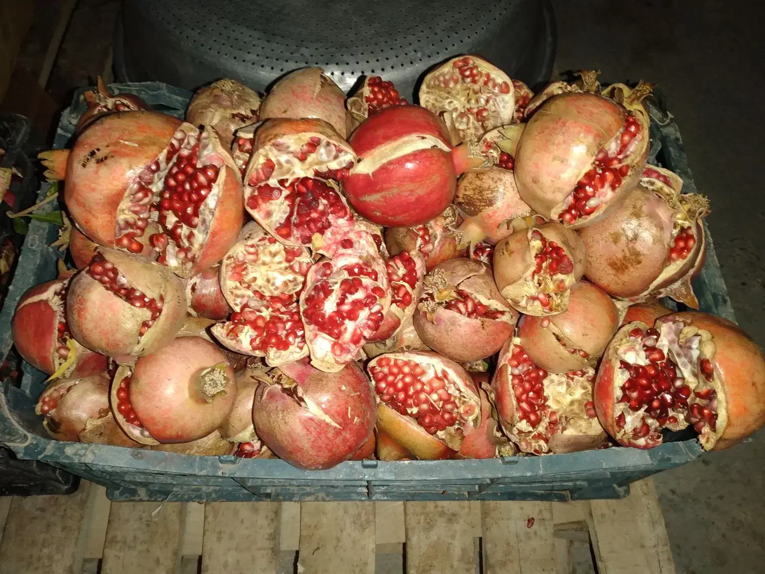 انار خندان|خوردنی و آشامیدنی|فیروزآباد (فارس), |دیوار