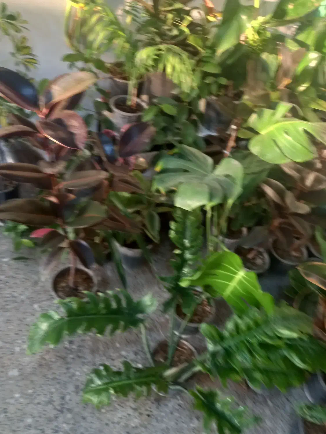 حراج باقی مانده گلهای اپارتمانی فقط ۱۵۰|گل و گیاه طبیعی|شهرکرد, |دیوار