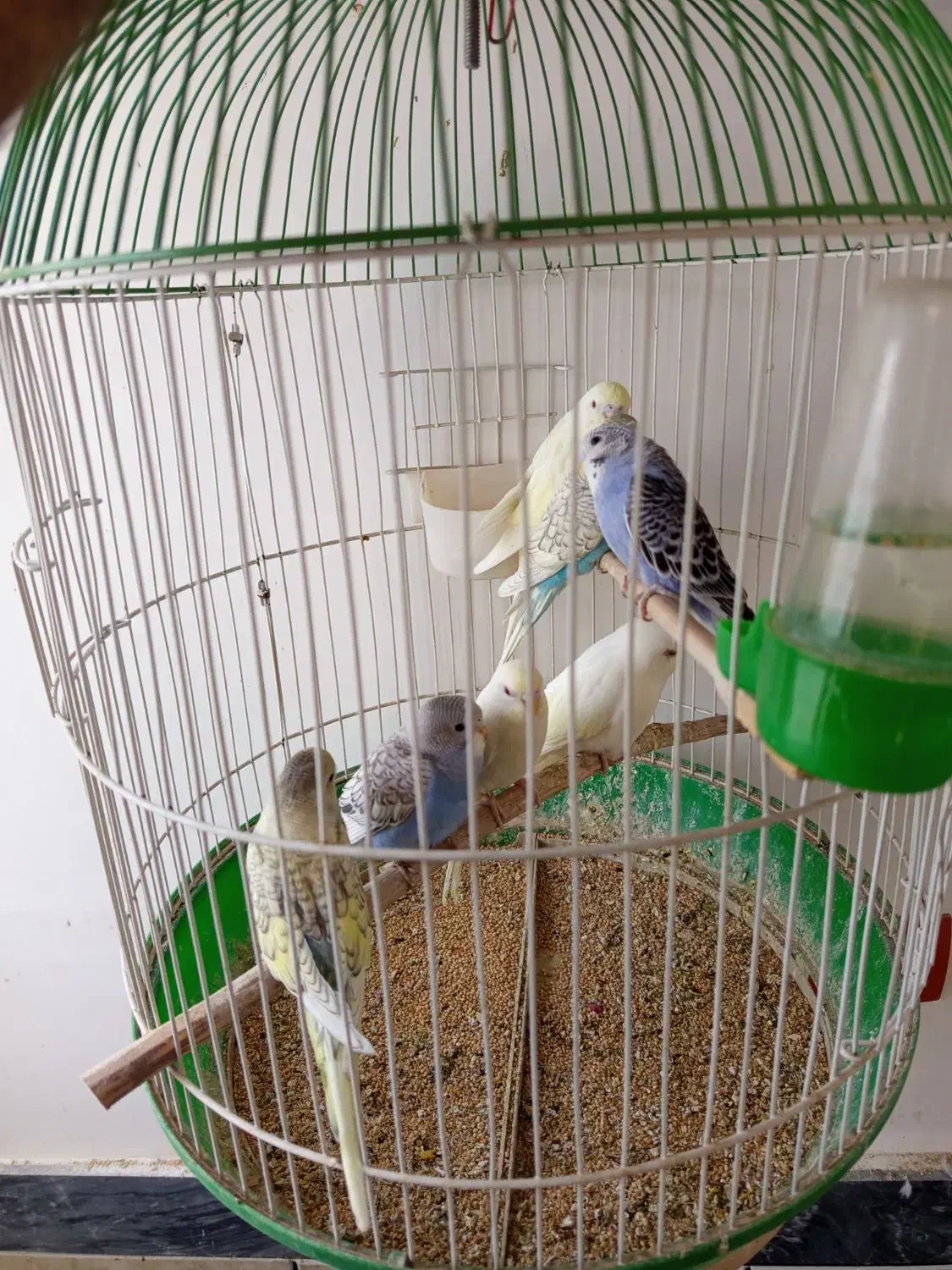 مرغ عشق|پرنده|سقز, |دیوار