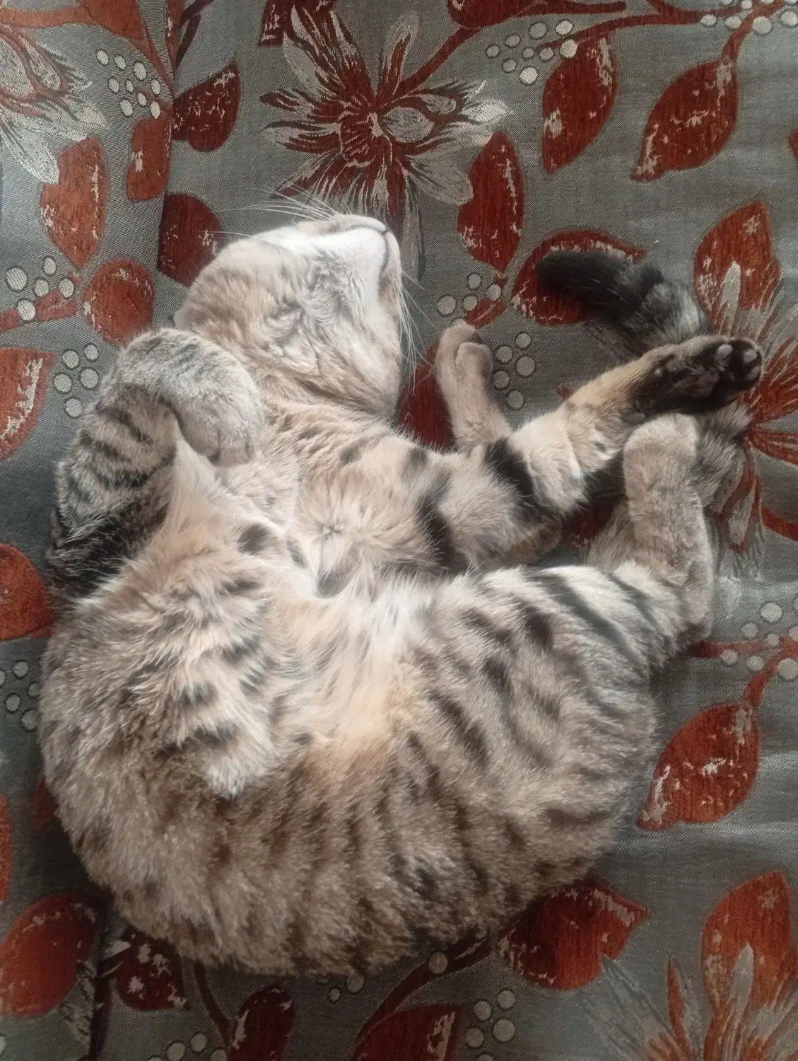 واگذاری رایگان گربه نر|گربه|فردیس, ثابتی|دیوار