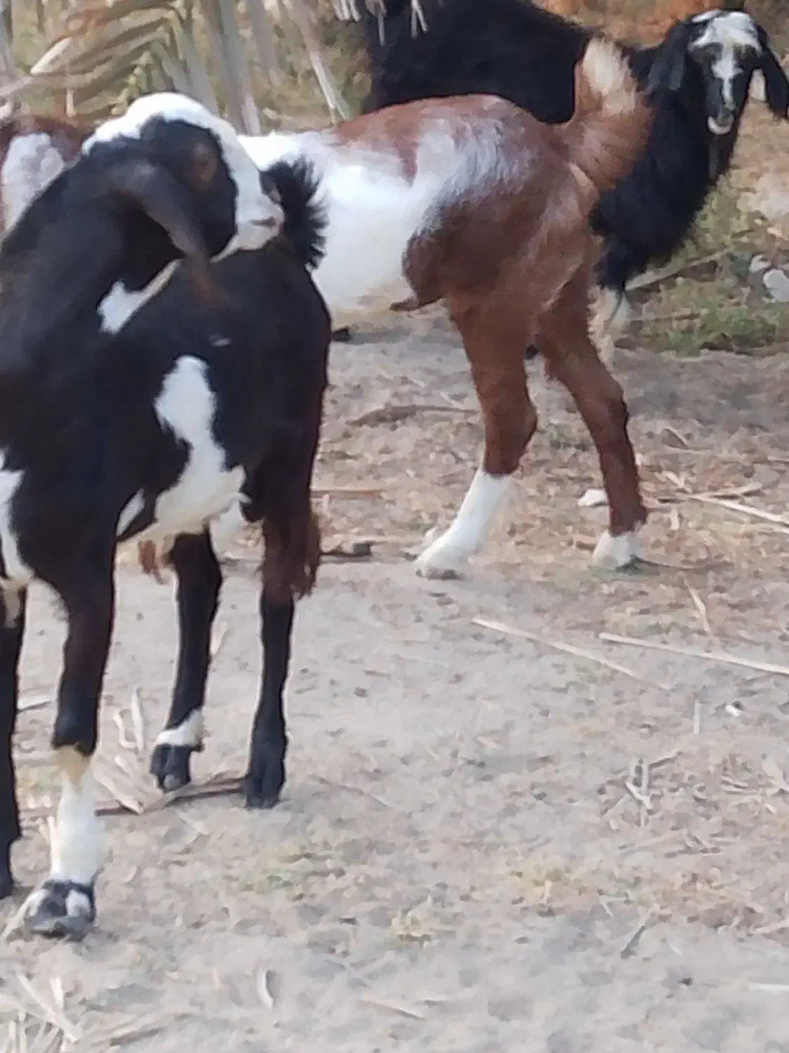 گوسفندفروشی قیمت18|حیوانات مزرعه|بمپور, |دیوار