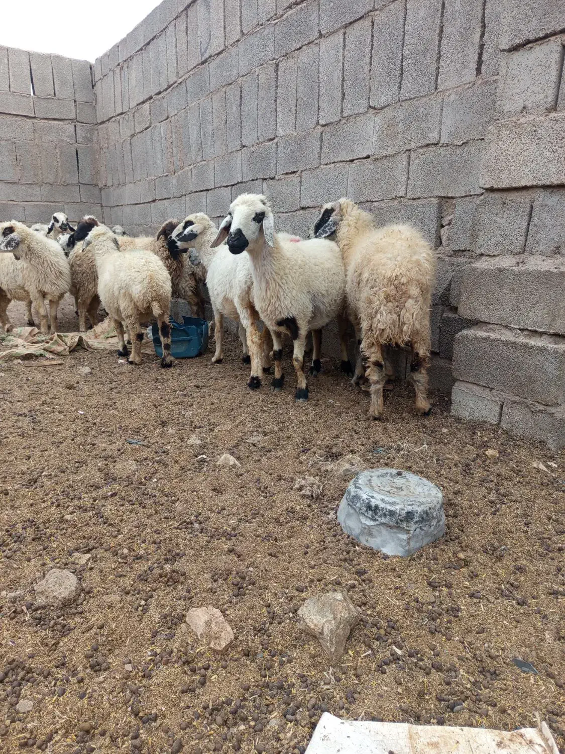 بز میش بره کهره نری قوج نر ماده|حیوانات مزرعه|کرمان, |دیوار