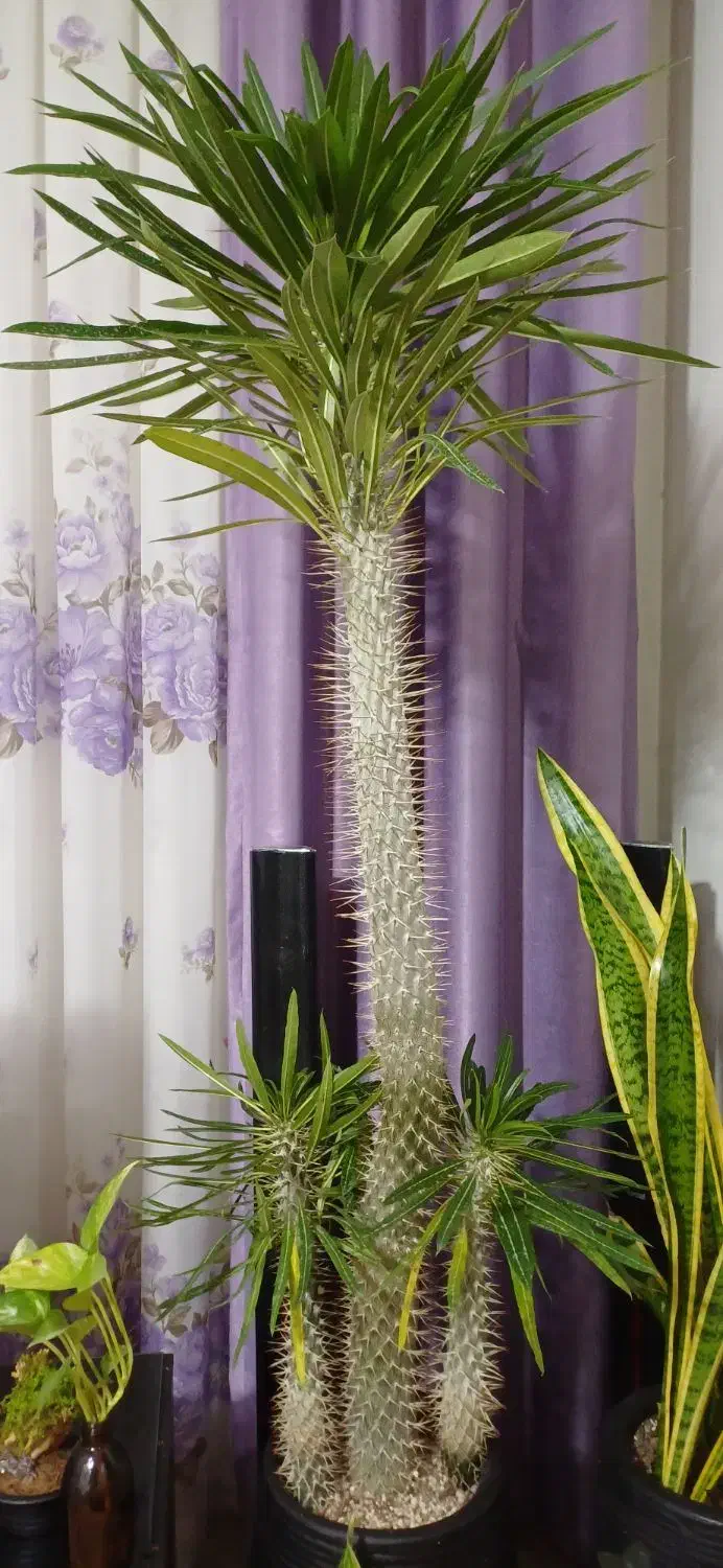 گیاه نخل ماداگاسکار|گل و گیاه طبیعی|محمدشهر, محمدشهر|دیوار