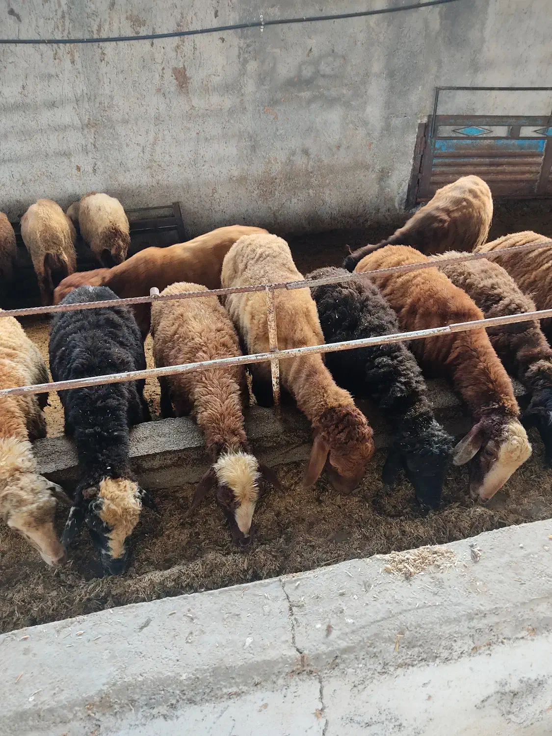 فروش گوسفندبره پرواری درجه یک بالای ۶۰ کیلو|حیوانات مزرعه|قائم‌شهر, |دیوار