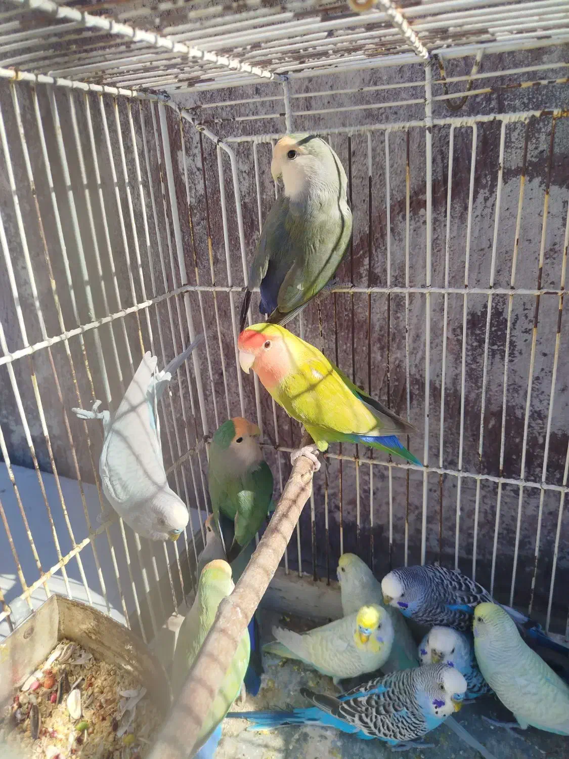 طوطی برزیلی|پرنده|شیراز, شهرک قمشه|دیوار