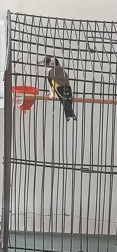 سهره|پرنده|ساوه, |دیوار