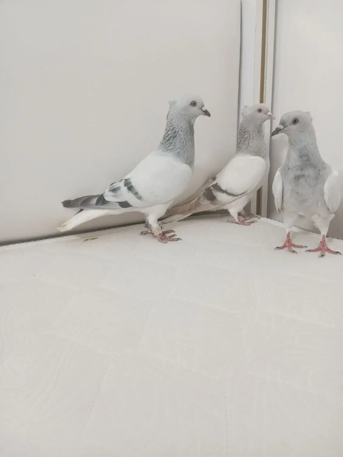 یه جفت کفتر شامی دم سفید با جوجشون|پرنده|سبزوار, شرق کال میانی|دیوار