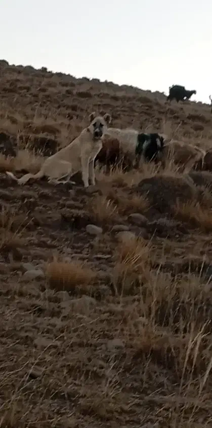 توله سگ گانگال وسراب|سگ|صوفیان, |دیوار