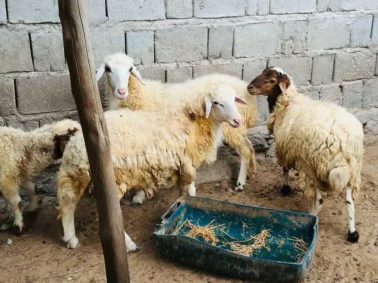 فروش چند عدد نری وقوچ شهری و چاق|حیوانات مزرعه|قشم, |دیوار