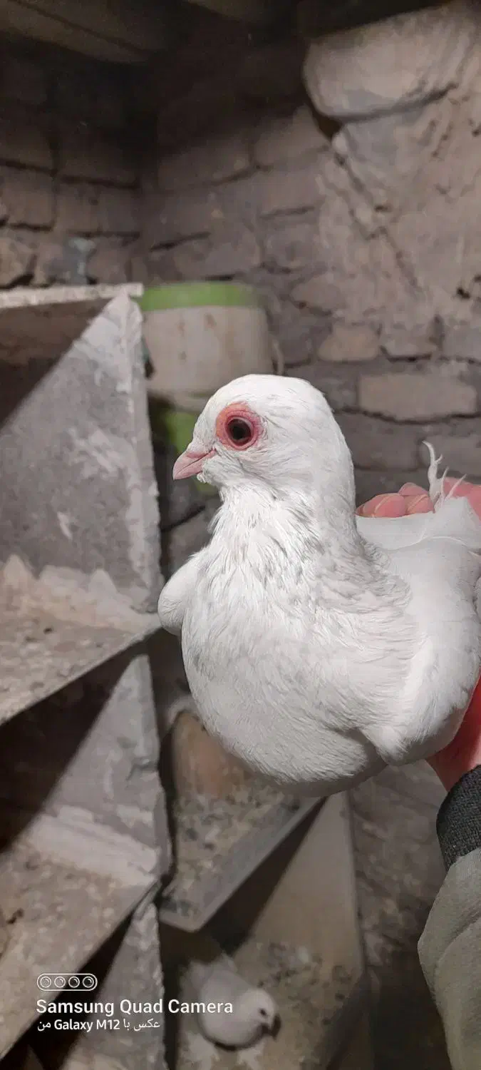 کبوتر لوتی|پرنده|باسمنج, |دیوار