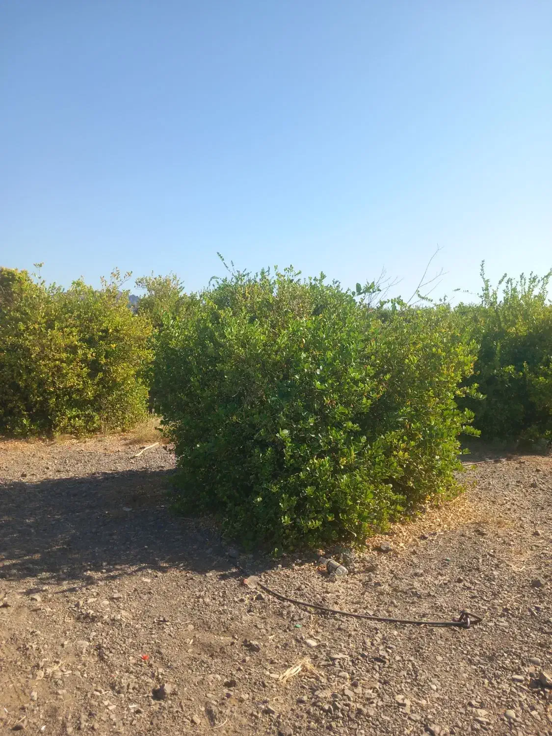 باغ آبنما شهرک ۱۳آبان|فروش زمین و ملک کلنگی|رودان, |دیوار