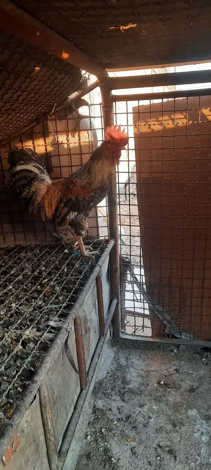 خروس گلین|حیوانات مزرعه|نسیمشهر, |دیوار