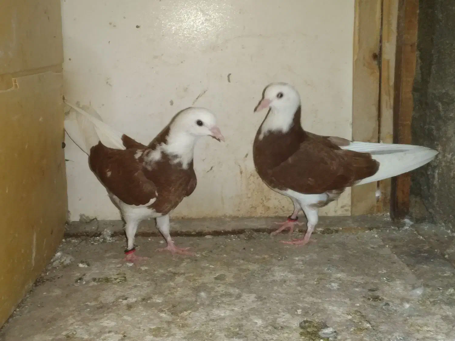 کفتر|پرنده|قشم, |دیوار