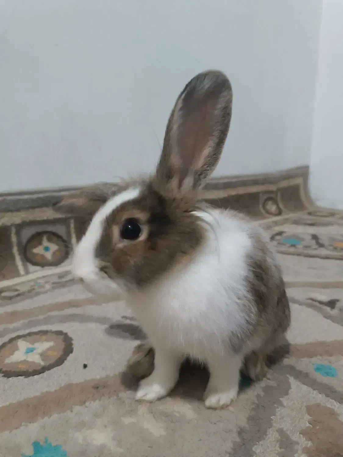 خرگوش نژاد جرسی|موش و خرگوش|چهاردانگه (تهران), |دیوار