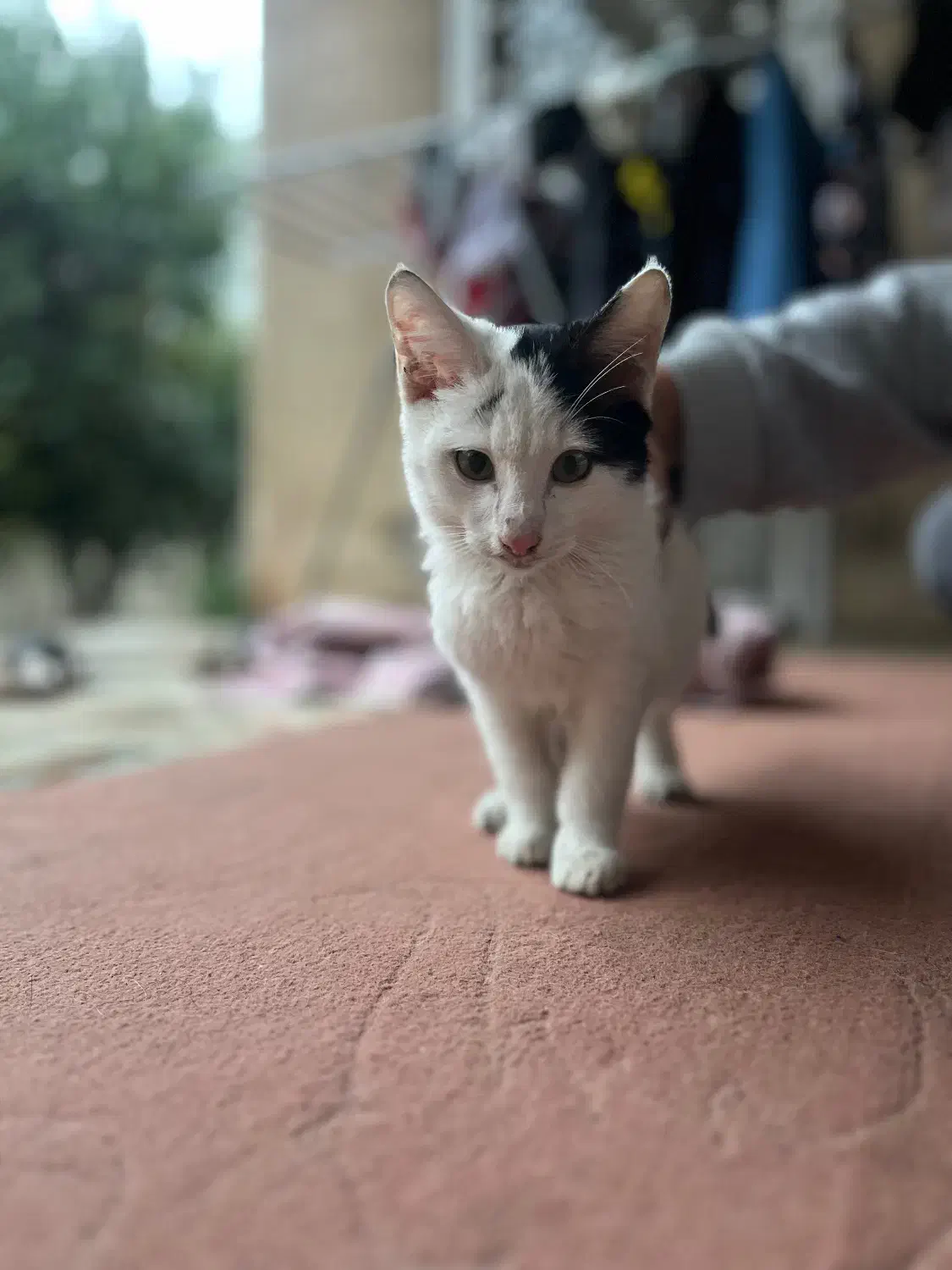 واگذاری گربه تاکسیدو|گربه|گرگان, |دیوار