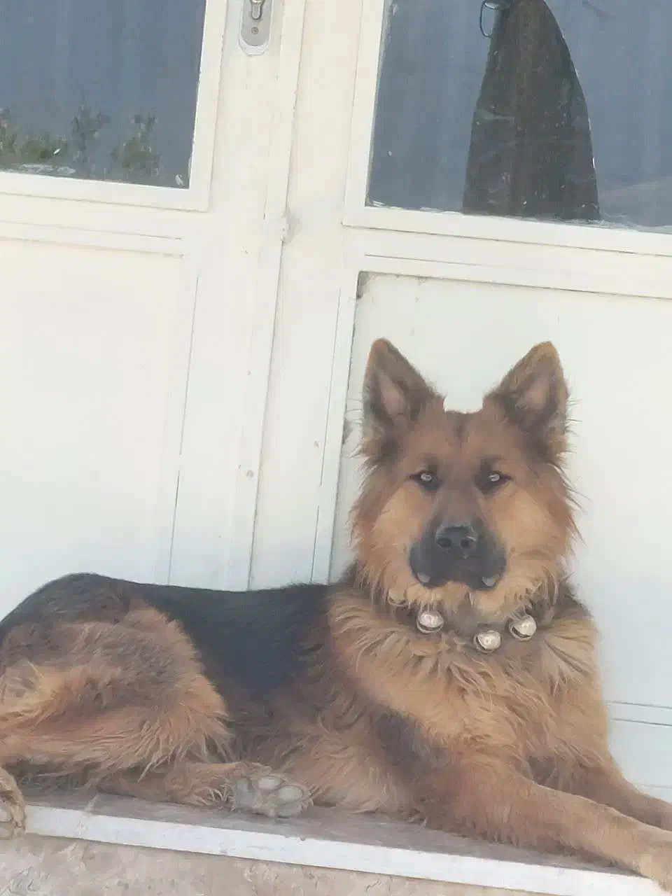 سگ ژرمن|سگ|خوانسار, |دیوار