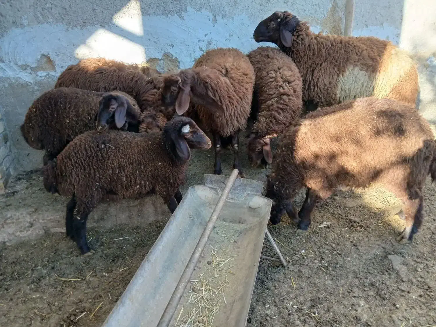 میش و بره جوان و بره نر کیلویی|حیوانات مزرعه|خمین, |دیوار