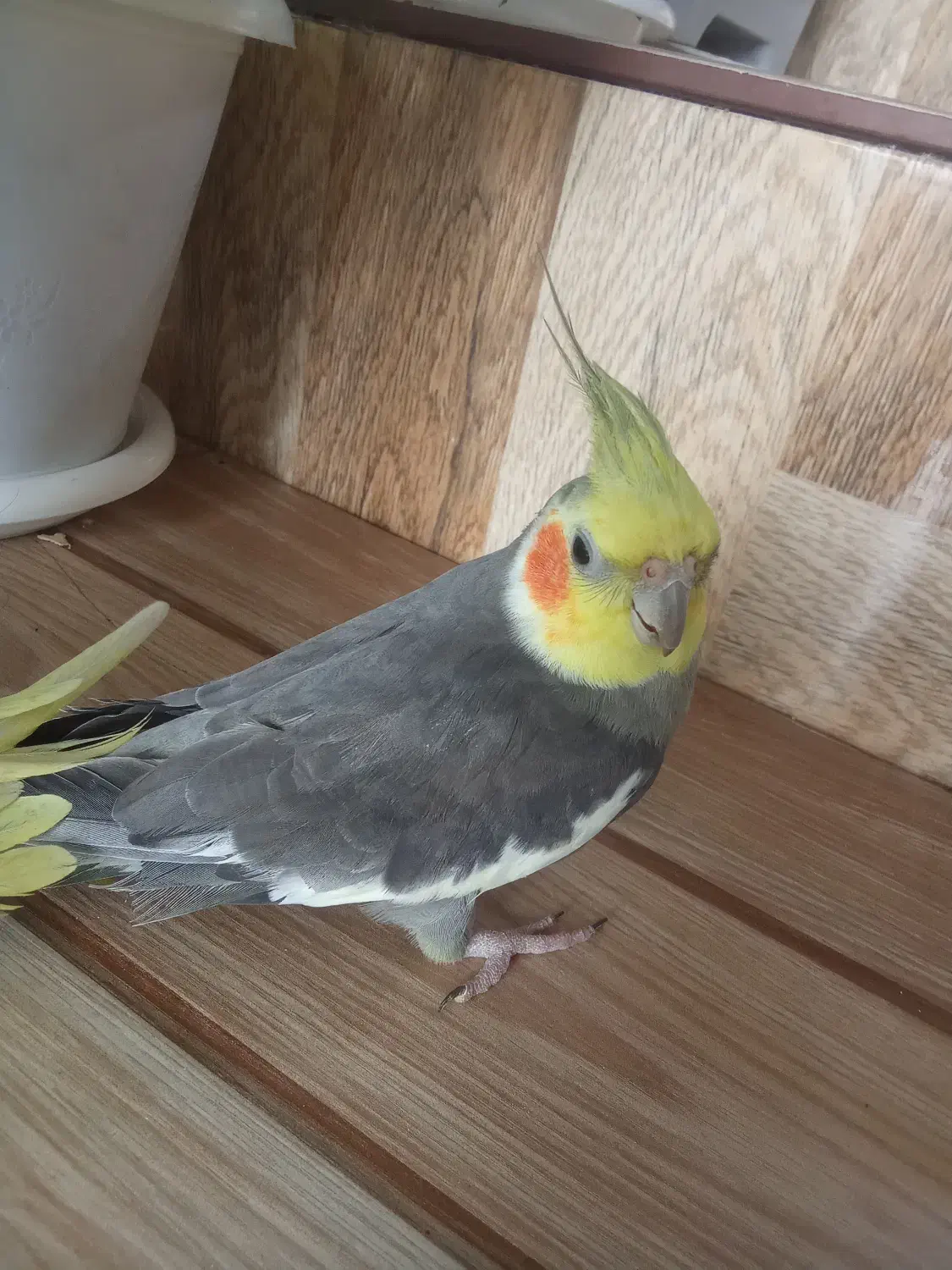 فروش یک جفت عروس هلندی نروماده|پرنده|اسالم, |دیوار