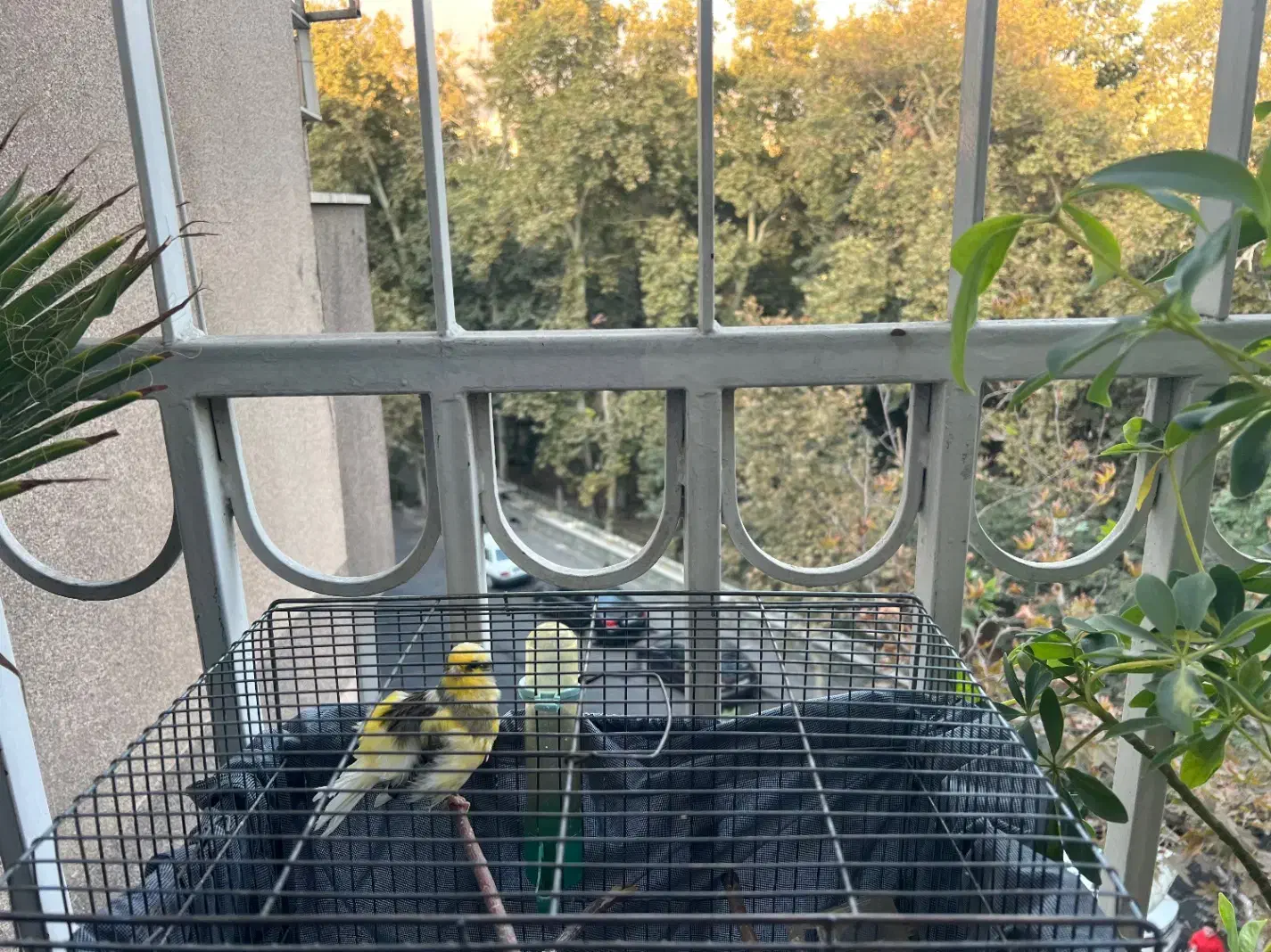 فروش قناری نر|پرنده|تهران, قیطریه|دیوار