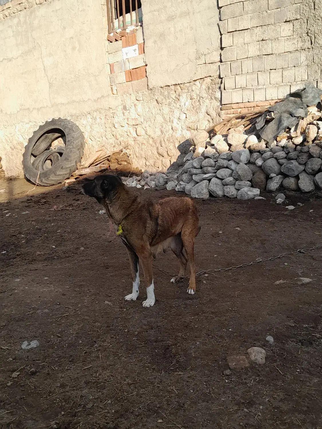 سگ سرابی ماده|سگ|اردبیل, |دیوار