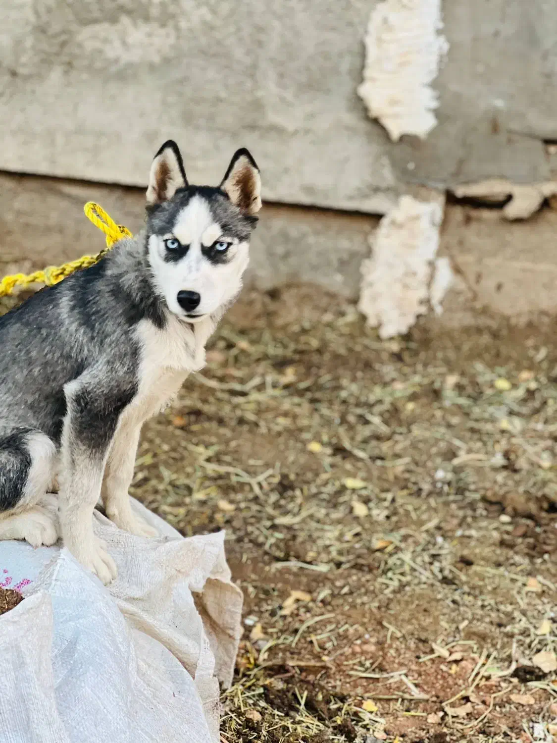 سگ هاسکی ده ماهه|سگ|شیراز, علی آباد|دیوار