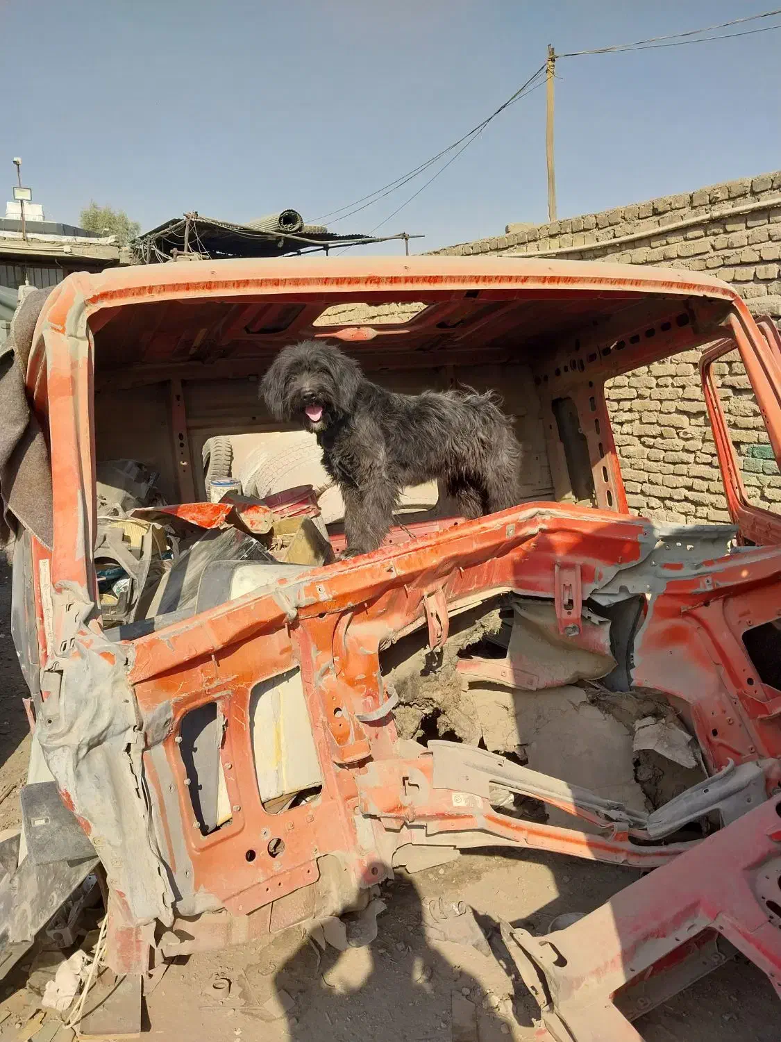 واگذاری سگ|سگ|برخوار, |دیوار