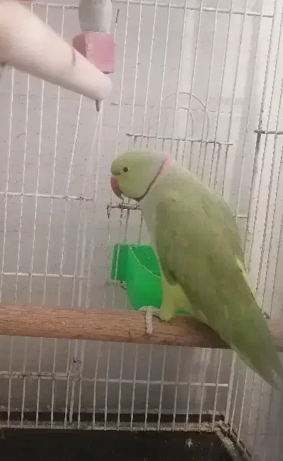 فروش ملنگو نر بالغ|پرنده|فردوس (خراسان), |دیوار