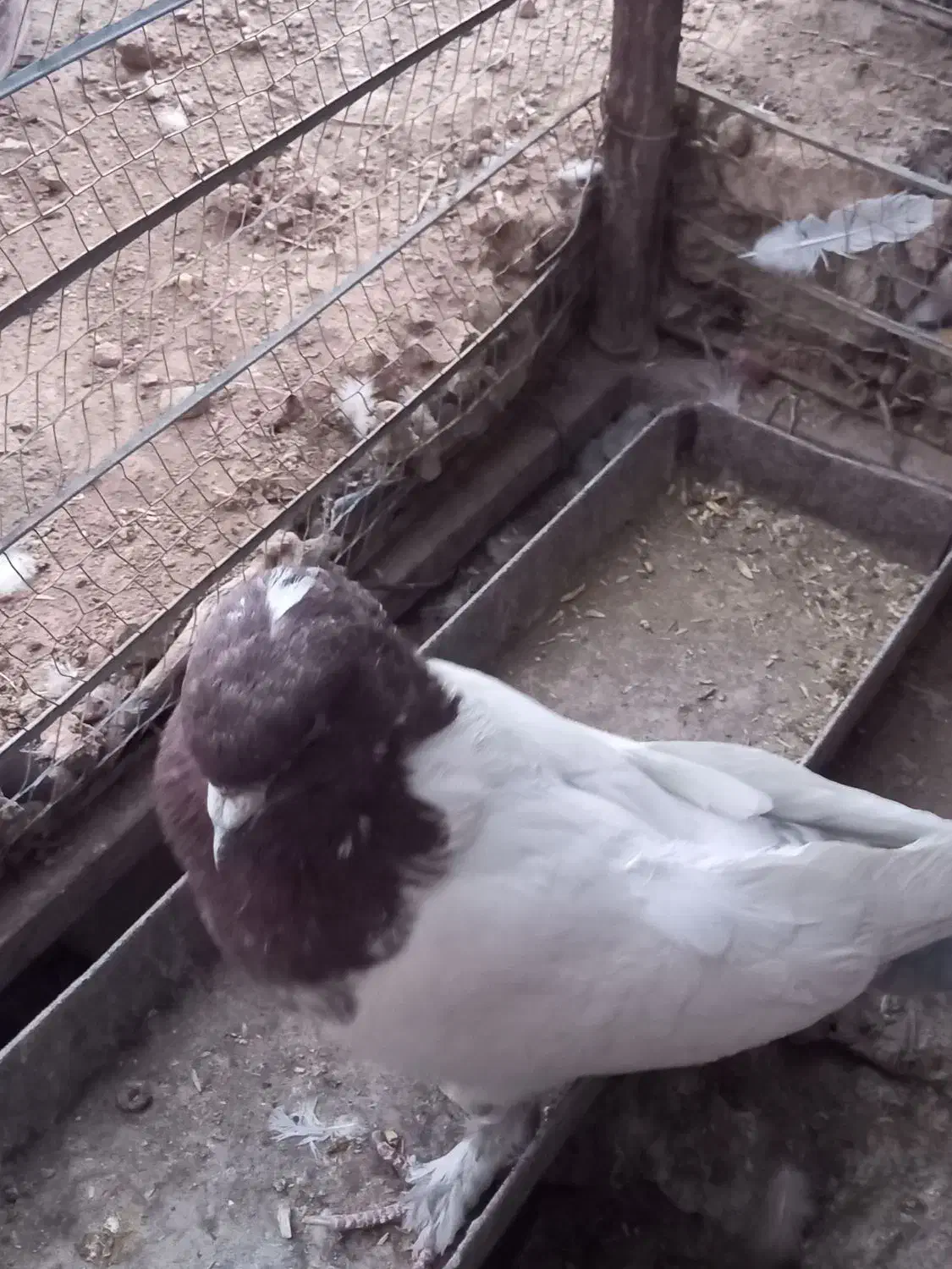 کبوتر سر سورخ|پرنده|زرند, |دیوار